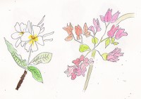 http://www.francesleeceramics.com/files/gimgs/th-53_white and pink flowers-web.jpg